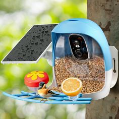 a bird feeder hanging from a tree with an orange slice and other birds on it