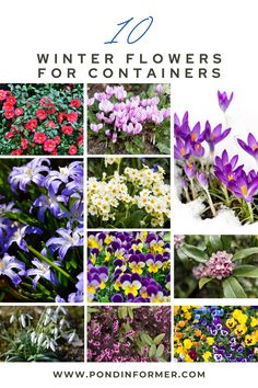 Article about the 10 best winter flowers for containers, perfect for your garden during winter. 

Winter flowers for containers, Best winter flowers, Container gardening in winter, Winter flowers