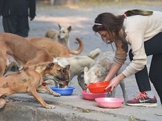 a woman is feeding her dogs water out of bowls