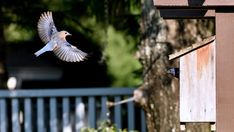 two birds are flying near a bird house