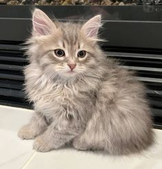 a fluffy cat sitting on top of a white counter