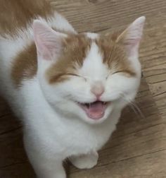 an orange and white cat yawns while laying on the floor