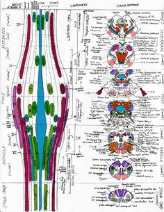 a diagram of the human body with different colored lines and dots on each side of it