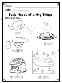 the worksheet for basic needs of living things