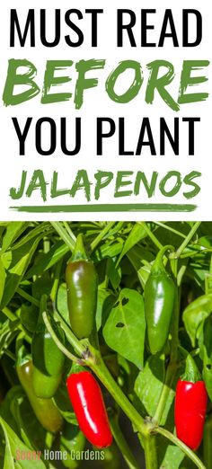 green peppers growing on the plant with text overlay that reads must read before you plant jalapenos