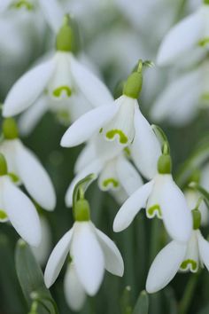 some white flowers with green tips in the middle