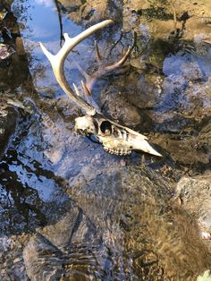 an animal skull is laying in the water