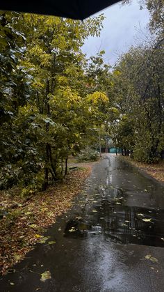 the road is wet and has fallen leaves on it, as well as some trees