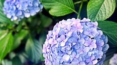 blue and purple flowers with green leaves in the background