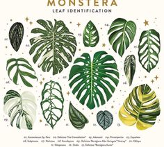 a poster with different types of plants and leaves on it's sides, including monstera leaf identification