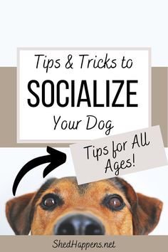 a dog with a sign that says tips and tricks to socialize your dog tips for all ages