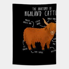 the anatomy of a highland cattle on a black background