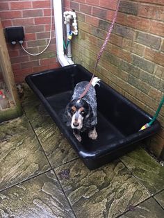 a black and brown dog sitting in a bathtub on a tiled floor next to a brick wall