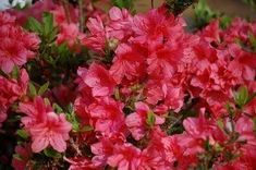 pink flowers are blooming in the garden