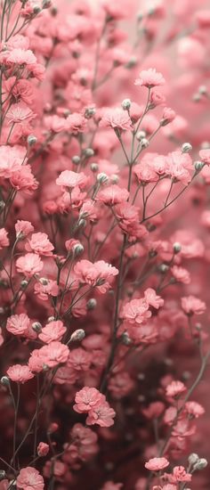 pink flowers are blooming in the middle of an image with red and white background