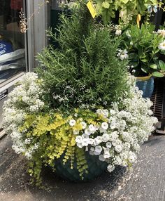 a potted plant with white flowers in front of a store