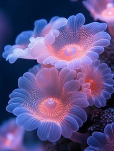 some very pretty pink flowers on a blue and purple background with light coming from the center