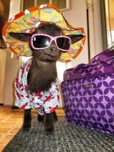 a small goat wearing sunglasses and a colorful hat standing next to a purple luggage bag