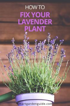 lavender plant in a pot with the title how to fix your lavender plant on it