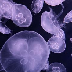 many jellyfish are swimming in the water