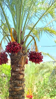 a palm tree with fruit hanging from it's branches