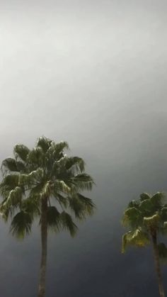 three palm trees in front of a cloudy sky