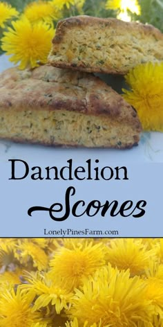 dandelion scones with yellow flowers in the background and text overlay that says dandelion scones