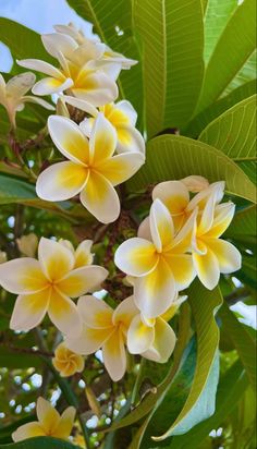 some yellow and white flowers on a tree