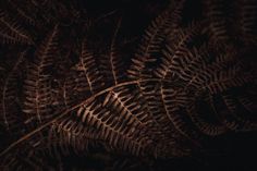 some very pretty looking plants in the dark