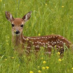 a young deer is sitting in the tall grass