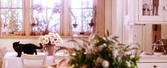 two cats sitting on chairs in a kitchen next to a potted plant and sink