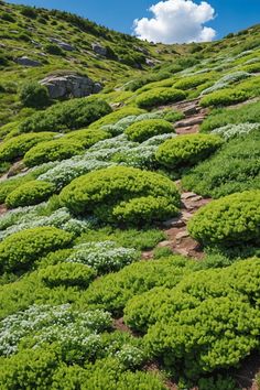 green plants growing on the side of a hill