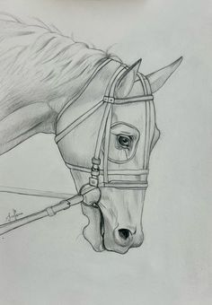 a pencil drawing of a horse's head and bridle