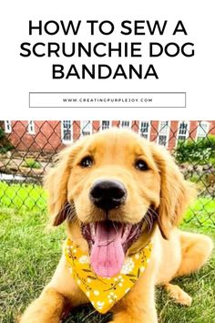 a brown dog wearing a bandana sitting in the grass