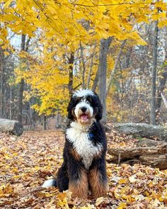 a black and white dog sitting on top of leaf covered ground next to a tree