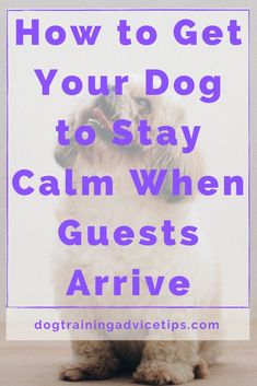 a dog sitting on the floor with text overlay that reads how to get your dog to stay calm when guests arrive