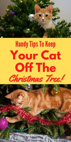 two cats sitting on top of a christmas tree with the words handy tips to keep your cat off the christmas tree