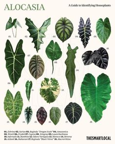 an image of different types of leaves on a white background with the words alocasia