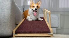 a small dog sitting on top of a couch with its tongue hanging out and it's tongue sticking out