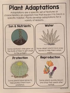 a poster with plants and their names on it that says plant adaptions, sun & nutrits