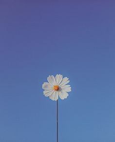 a single white flower on top of a tall pole with blue sky in the background