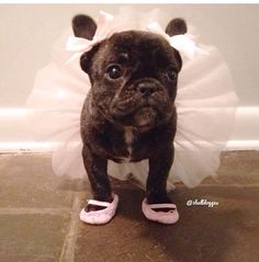 a small pug dog dressed up in a tutu and slippers for a wedding