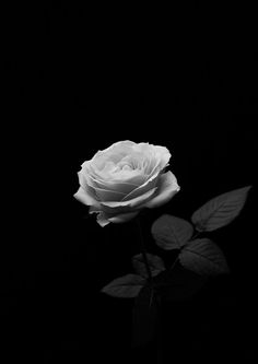 a single white rose is in the dark