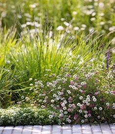 some white and pink flowers are in the grass