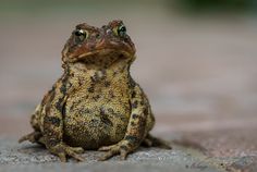 a brown and black frog sitting on top of a cement ground next to a tree