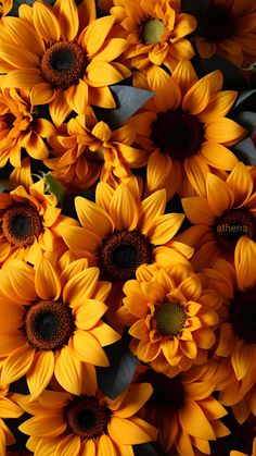 a bunch of sunflowers that are yellow and brown