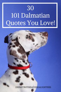 a dalmatian dog with the words, 30 dalmatian quotes you love