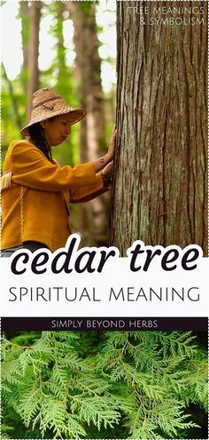 a woman in yellow jacket and hat standing next to a tree with the words cedar tree spirit