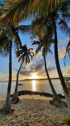 the sun is setting behind two palm trees in front of an ocean shore with boats