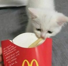 a small white kitten sitting inside of a mcdonald's cup